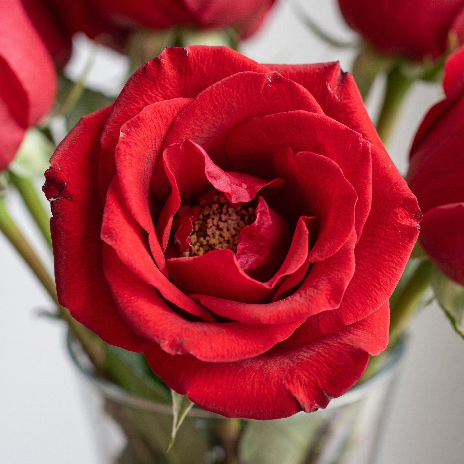 Arranjo Rosas Vermelhas no Vaso de Vidro