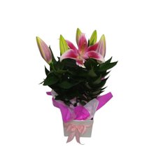 Lírio Rosa Na Caixa Andulada