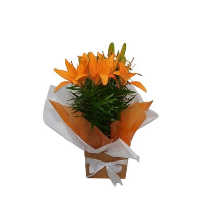 Lírio Laranja Plantado