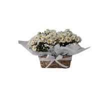 Margaridas no Cachepot de Palha