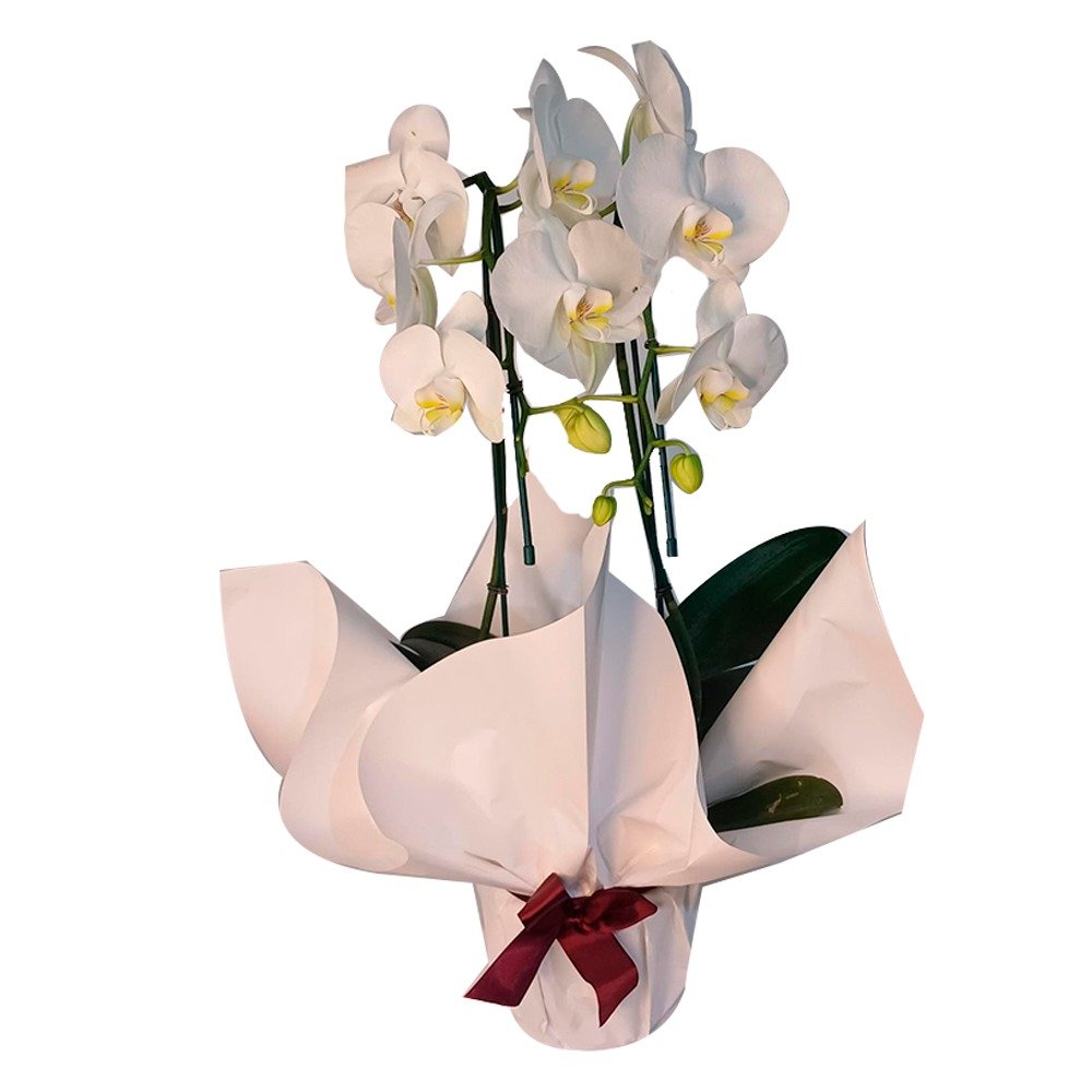 Graciosidade Branca: Orquídea de Duas Hastes