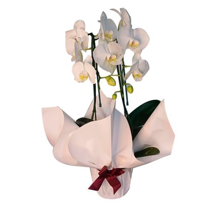 Graciosidade Branca: Orquídea de Duas Hastes