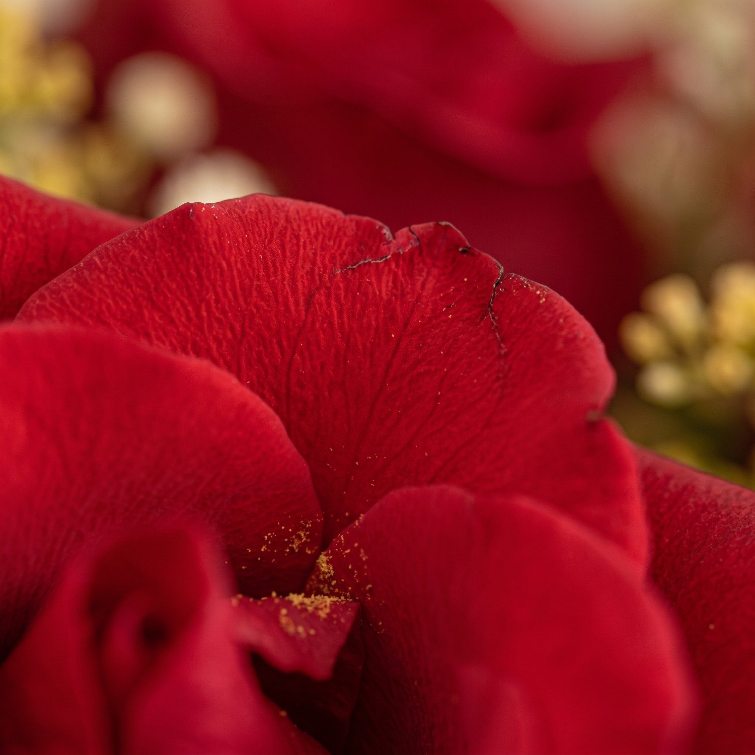 Buquê de Rosas Vermelhas Executivo