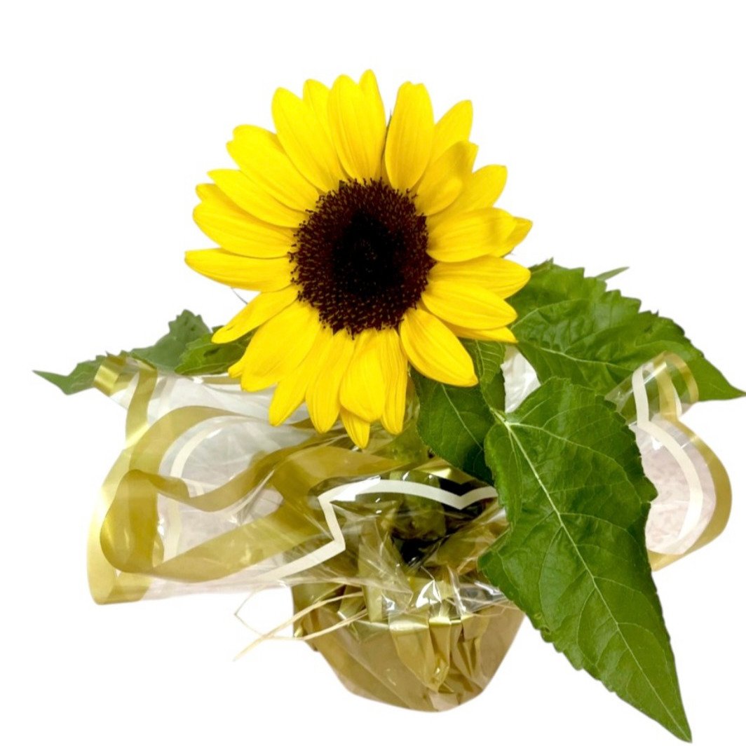 Vaso com Girassol
