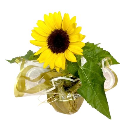 Vaso com Girassol
