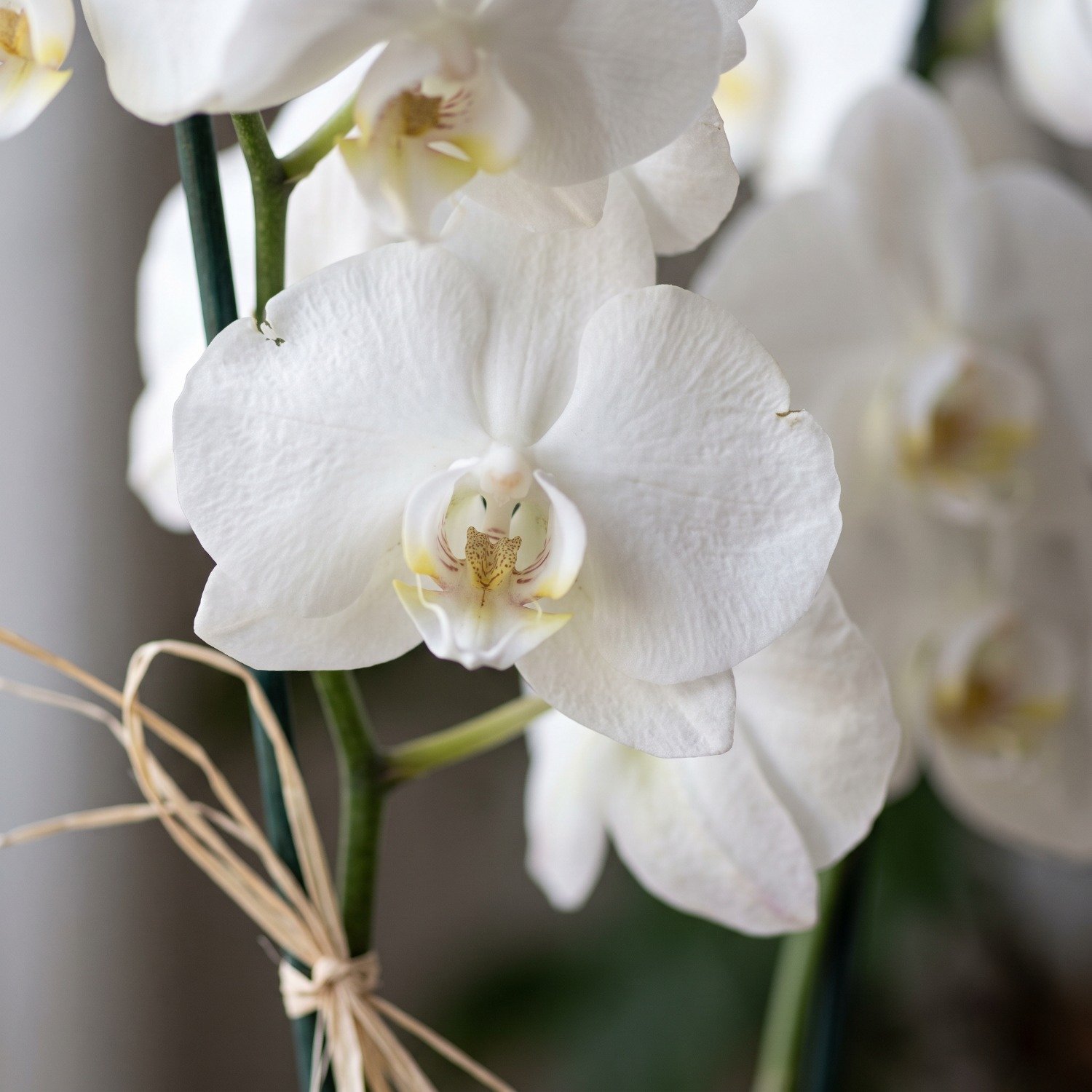 Orquidea Branca no Vaso de Vidro