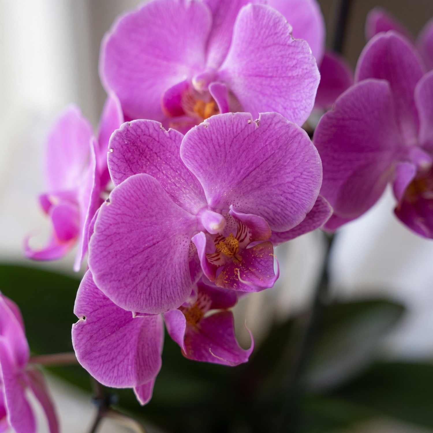 Orquídea Cascata Presente