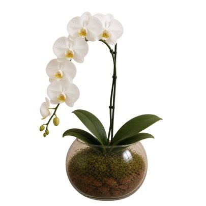 Orquídea Phalaenopsis Cascata Vaso de vidro