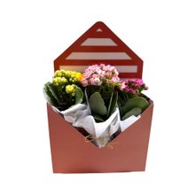 Box Envelope com Kalanchoes Coloridas