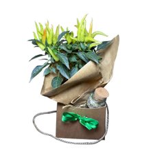 Cachepot Presente Pimenteira e Ervas de Banho