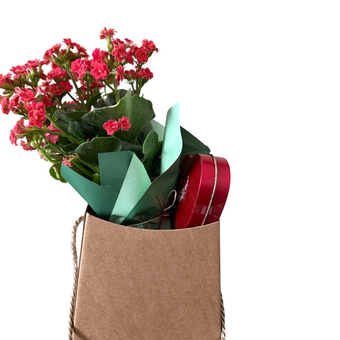 Presente com Kalanchoe Vermelha e Lindt 