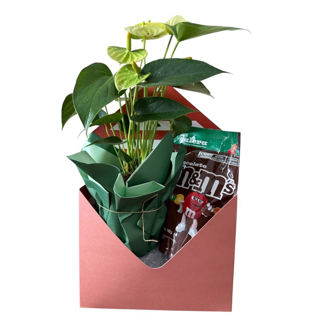 Mini Antúrio em Caixa Decorativa com Chocolate MM's