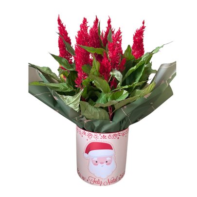 Cachepô Natal Moderno