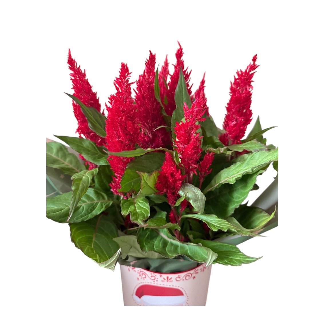 Cachepô Natal Moderno