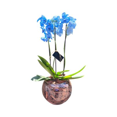 Orquídea Azul no Aquário