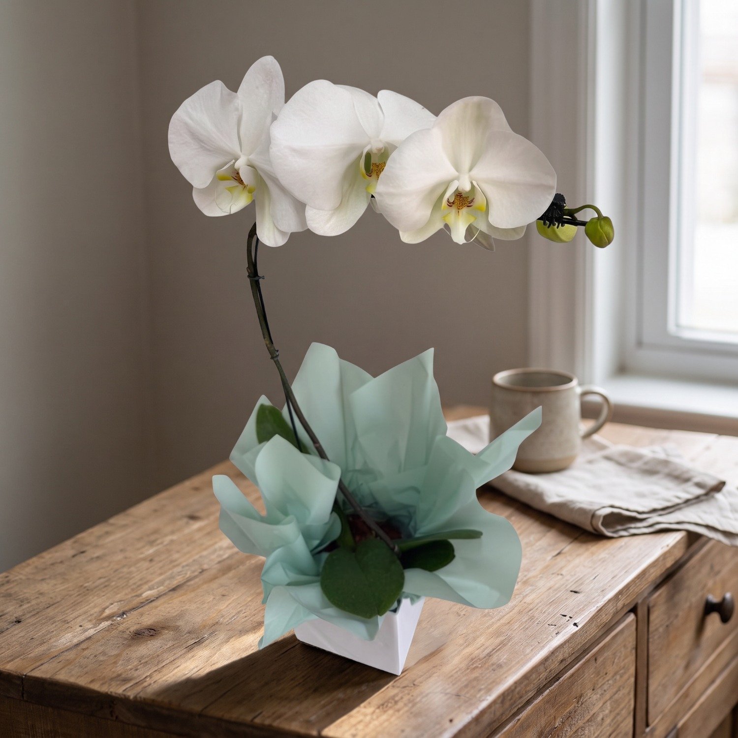 Orquidea Phaleanopsis Branca