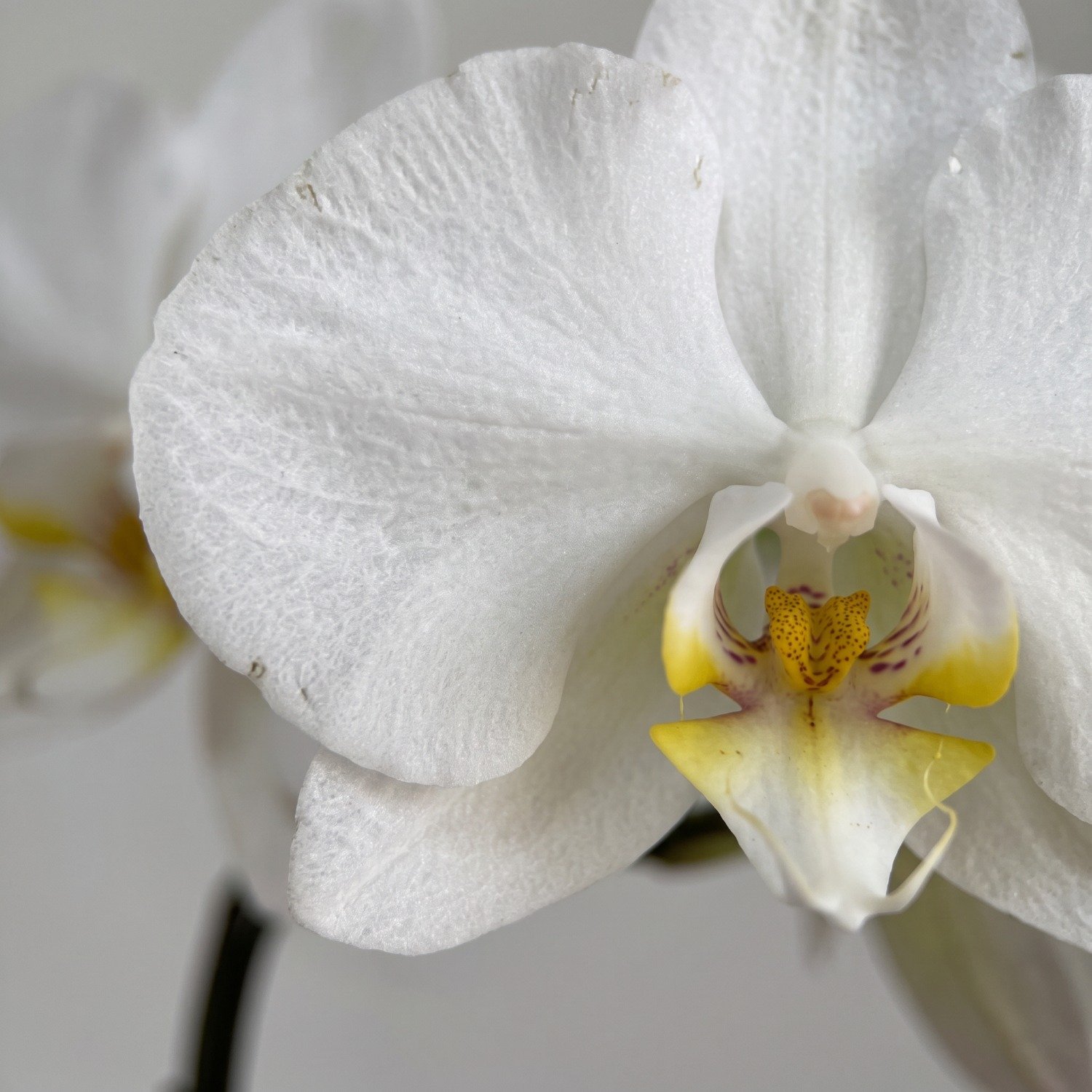 Orquidea Phaleanopsis Branca