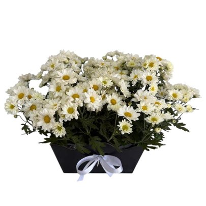 Duplo Vaso de Margarida branca