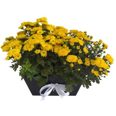 Dupla Margarida amarela