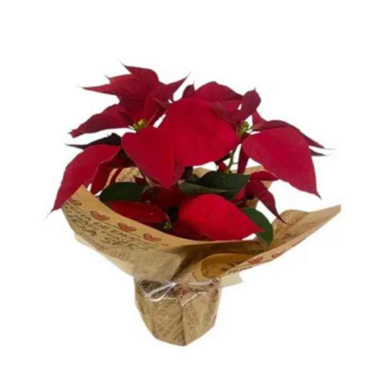  Flor de  Natal Bico de Papagaio