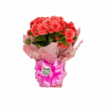 Begonia Cor de Rosa