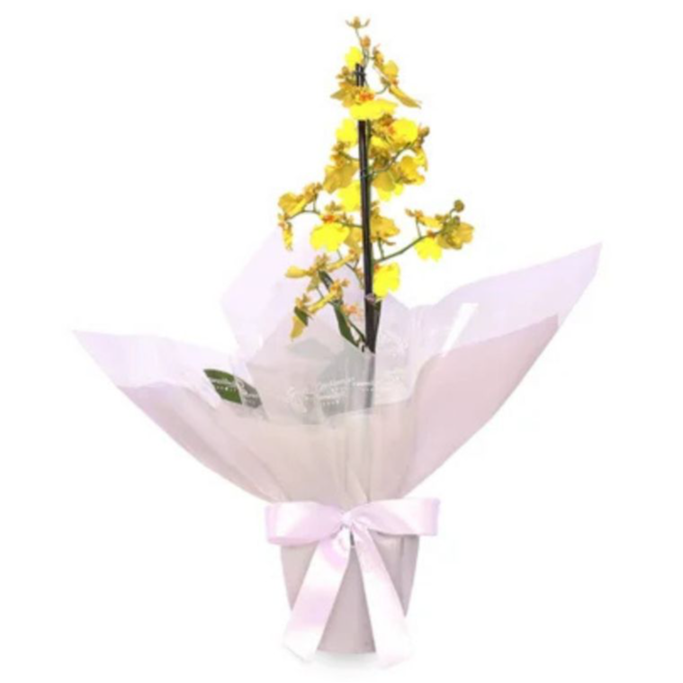 Orquídea Chuva de Ouro  Elegância Premium