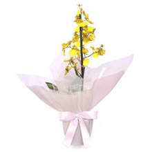 Orquídea Chuva de Ouro  Elegância Premium