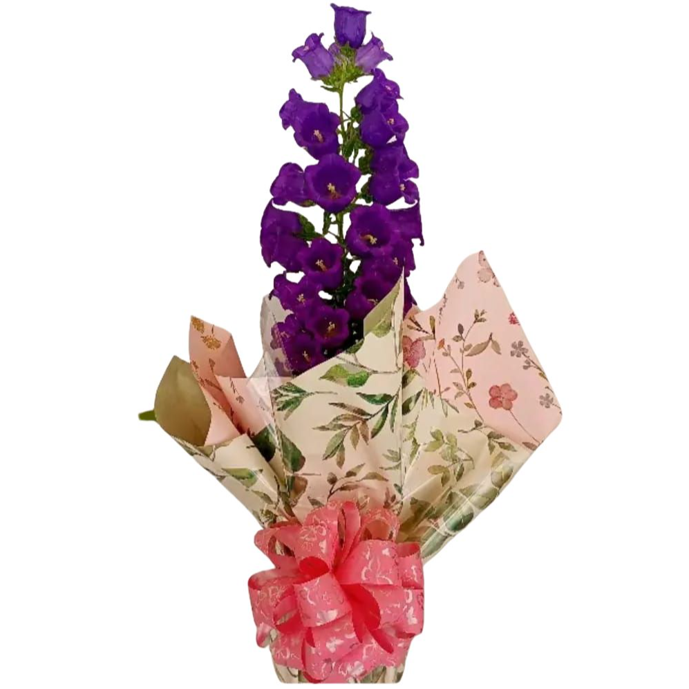 Orquidea Campanola Roxa
