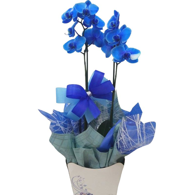 Orquídea Azul com Acabamento Premium