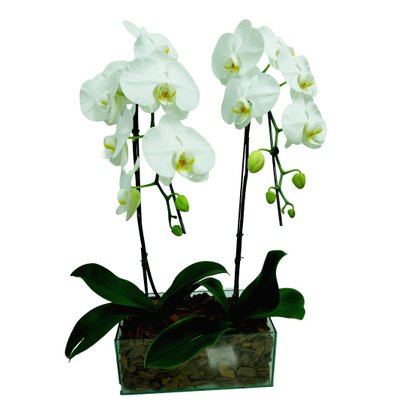 Arranjo com 2 Orquídeas Phalaenopsis Plantadas