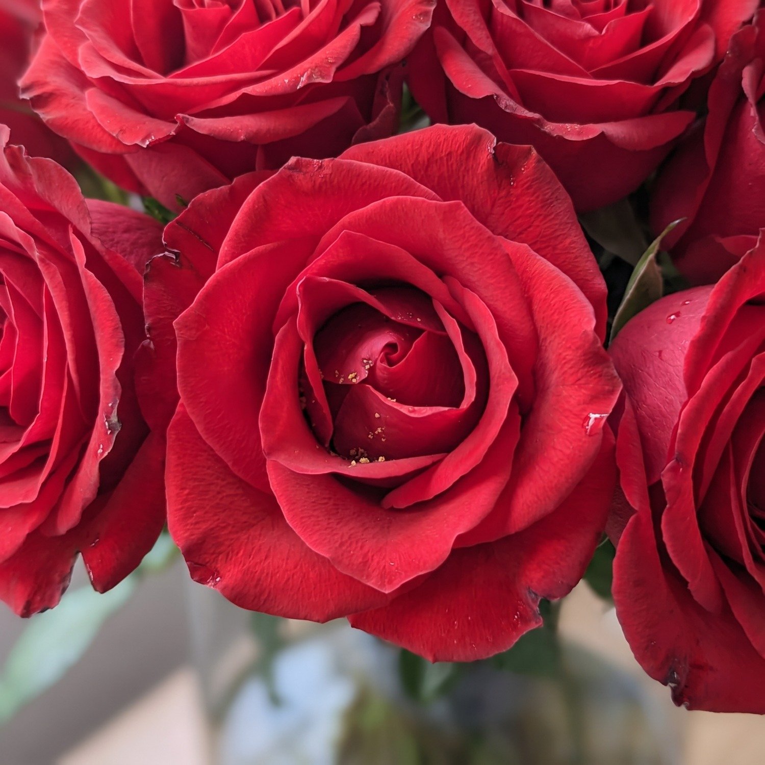 Arranjo Minha Vida com 100 Rosas no Vaso 