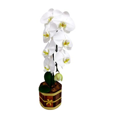 Orquídea Phalaenopsis na Base de Cachepot