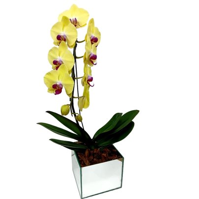 Orquidea Amarela Phalaenopsis na Base de Vidro