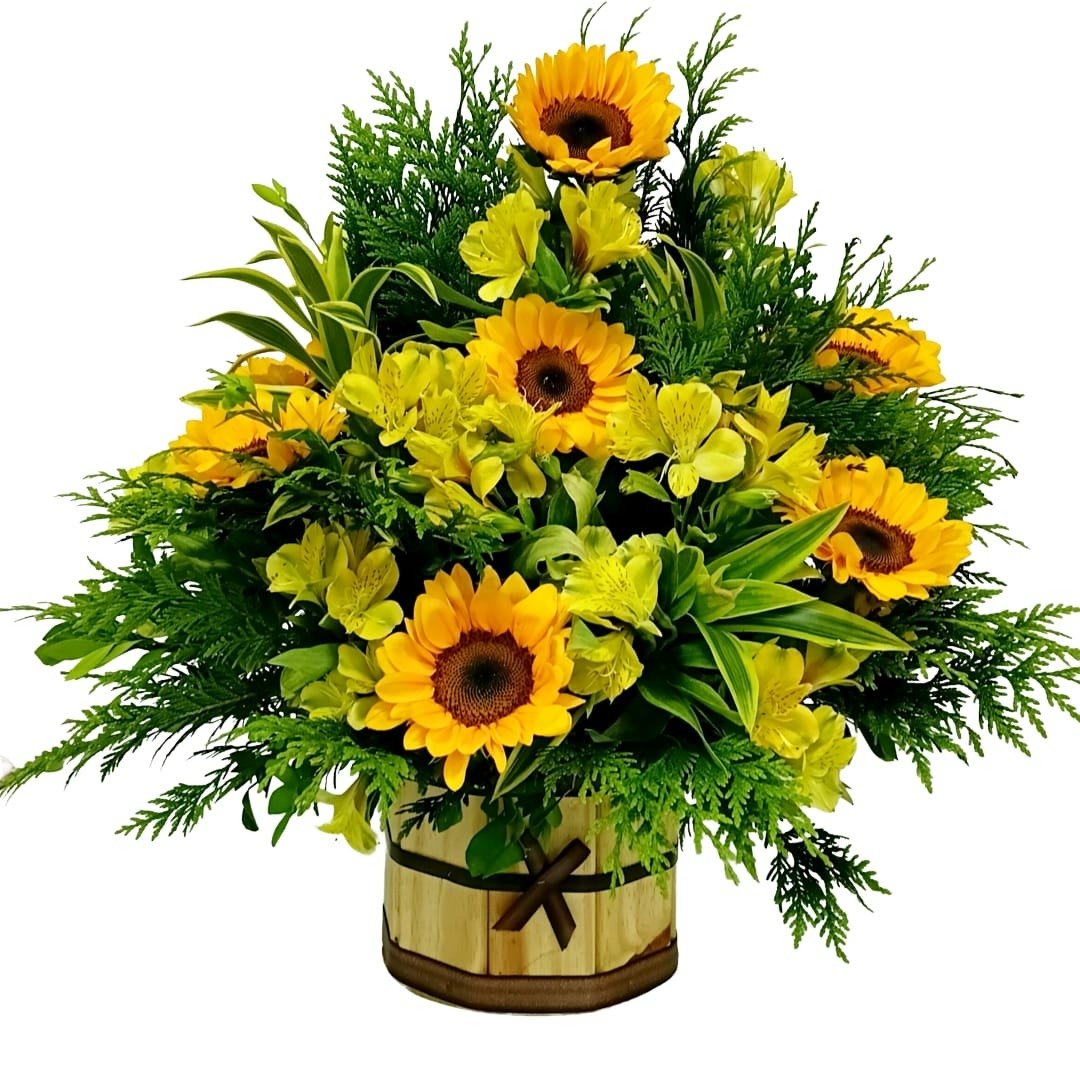 Arranjo de 12 Girassóis no Cachepot 