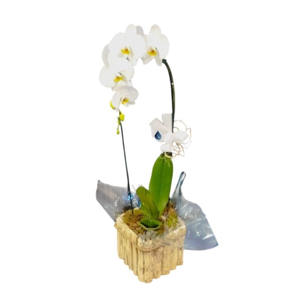 Orquídea Phalaenopsis Cascata Branca Cachepot Madeira