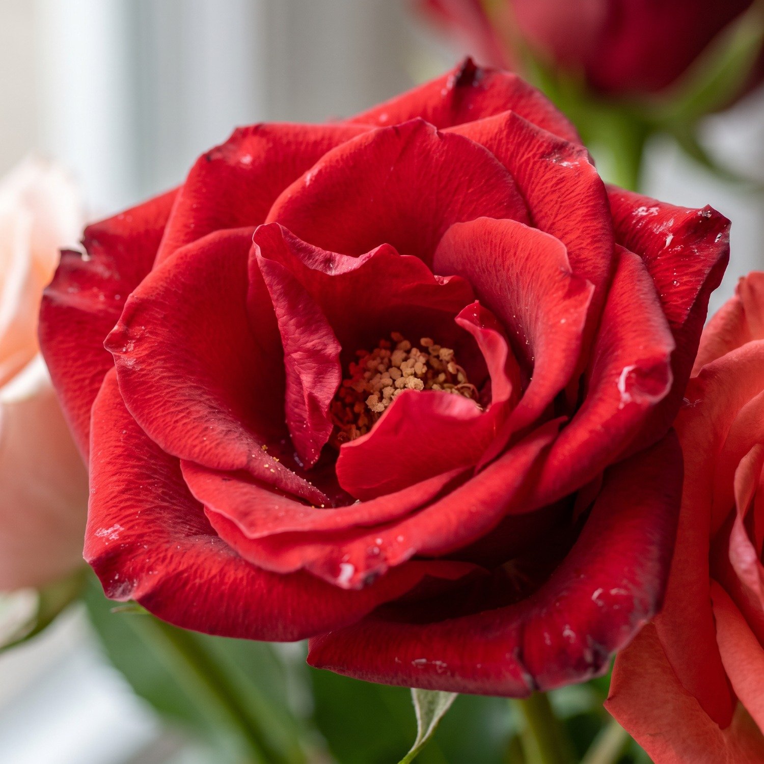 Buquê Alegria em Rosas Coloridas