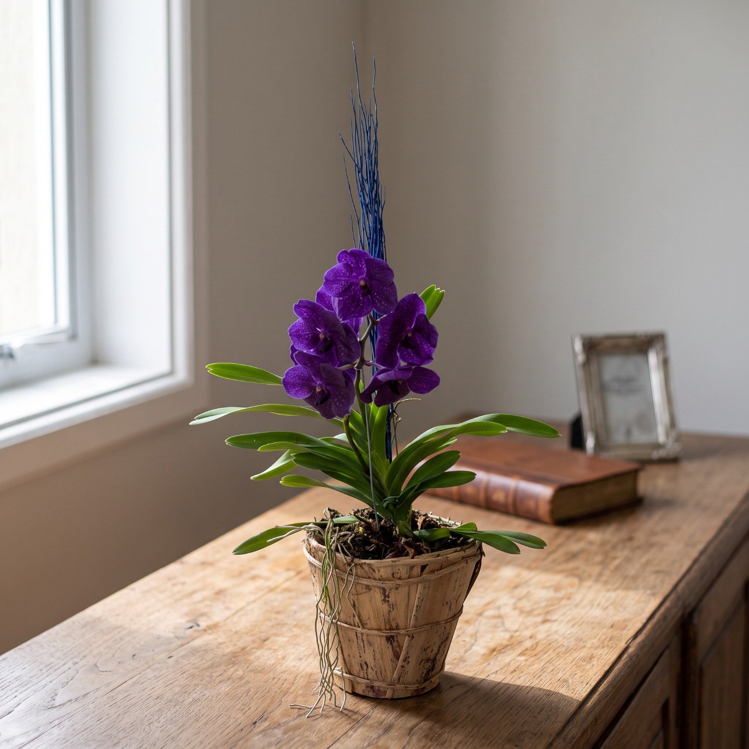 Orquídea Vanda Mistério e Encanto