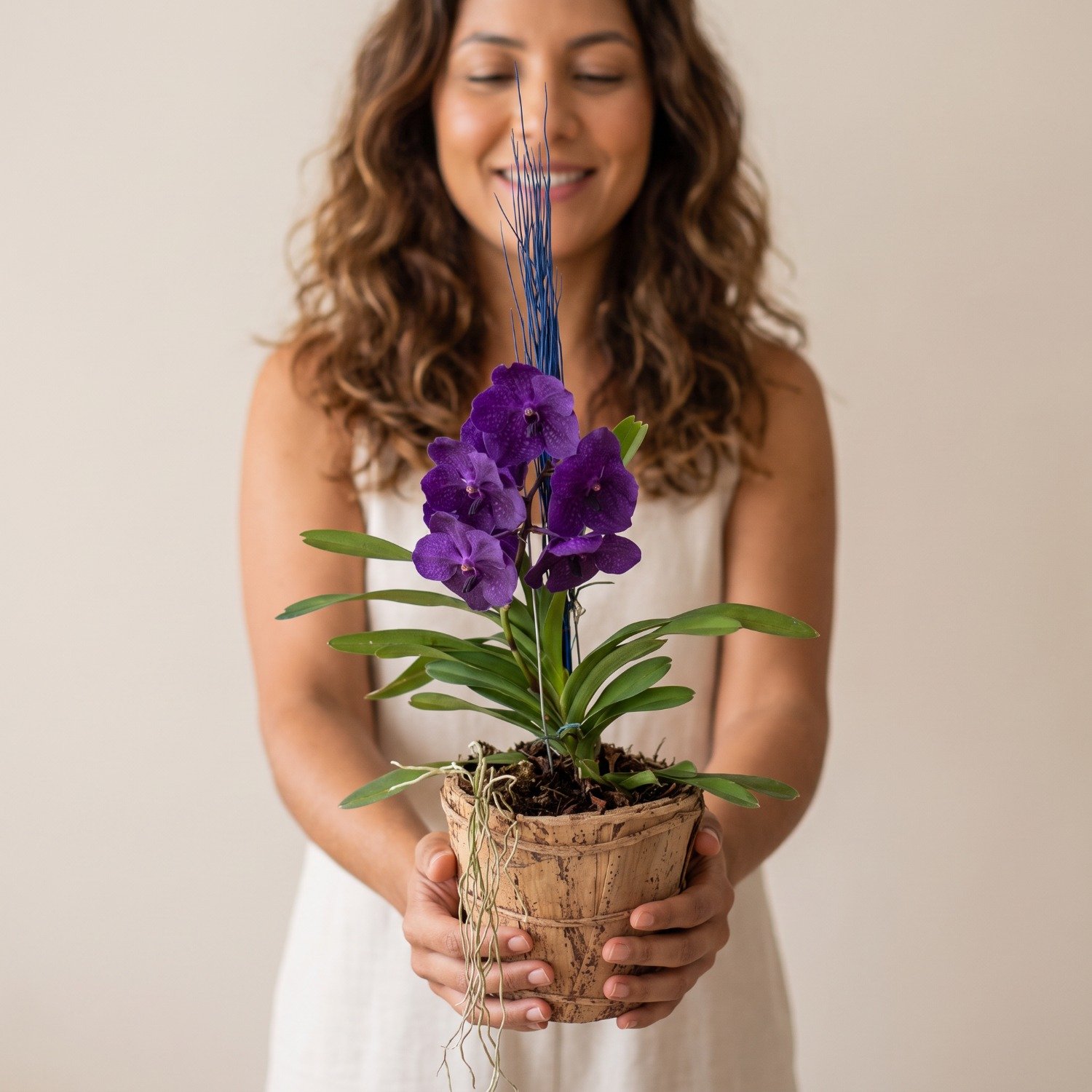 Orquídea Vanda Mistério e Encanto