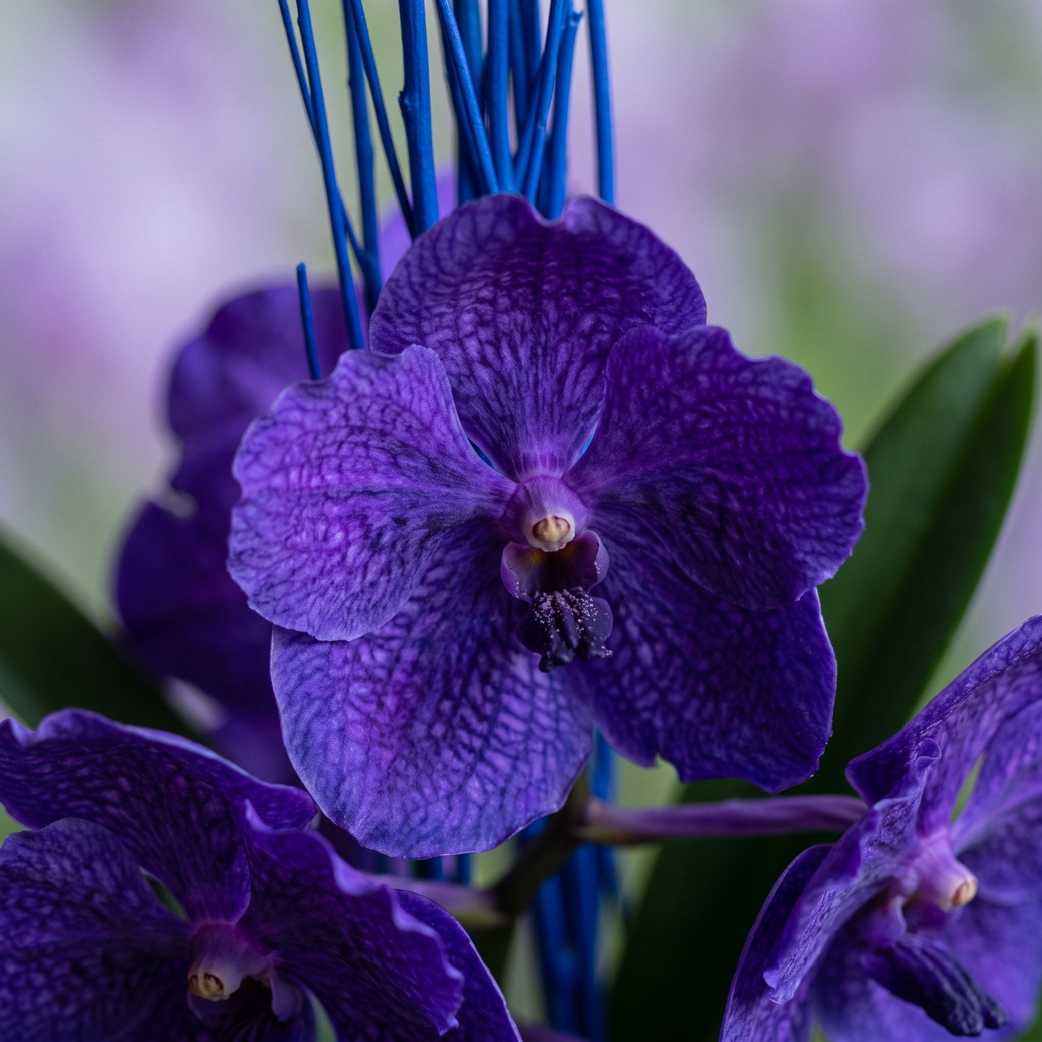 Orquídea Vanda Mistério e Encanto