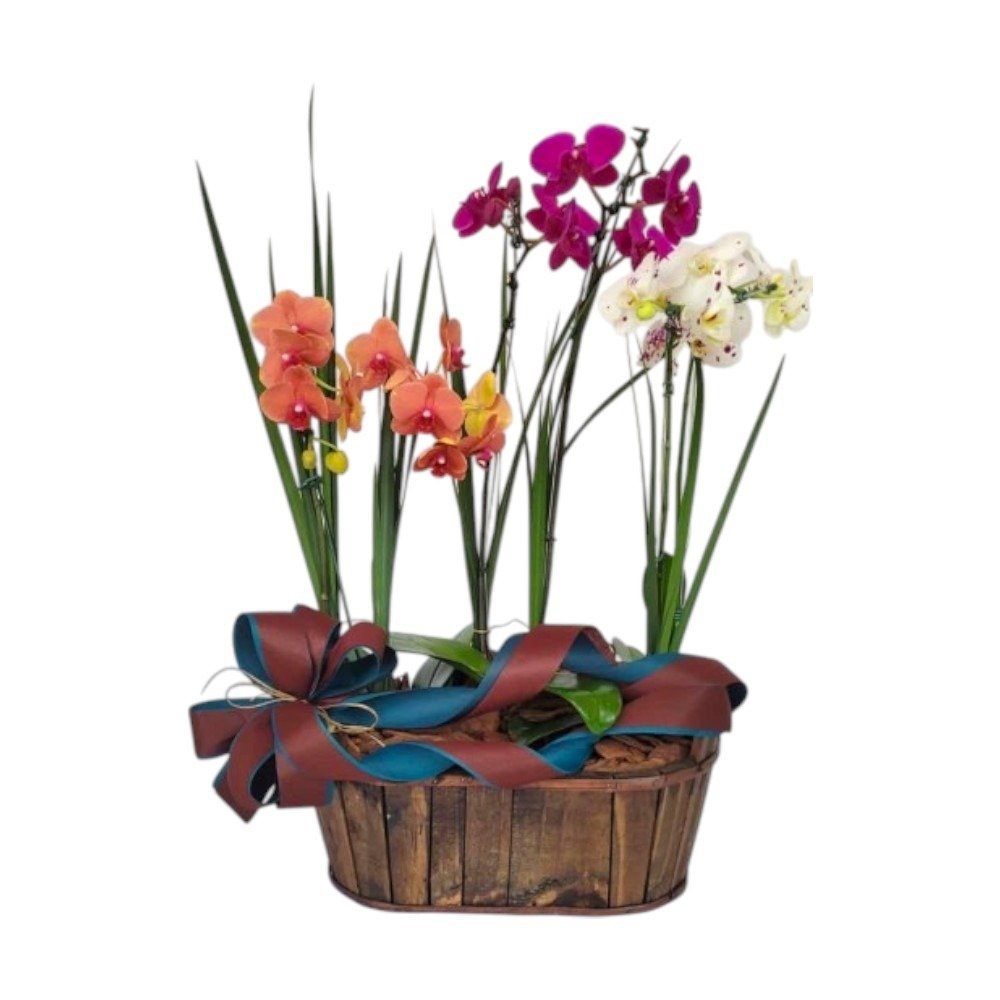 Cesta Especial De Orquídeas com 6 Hastes