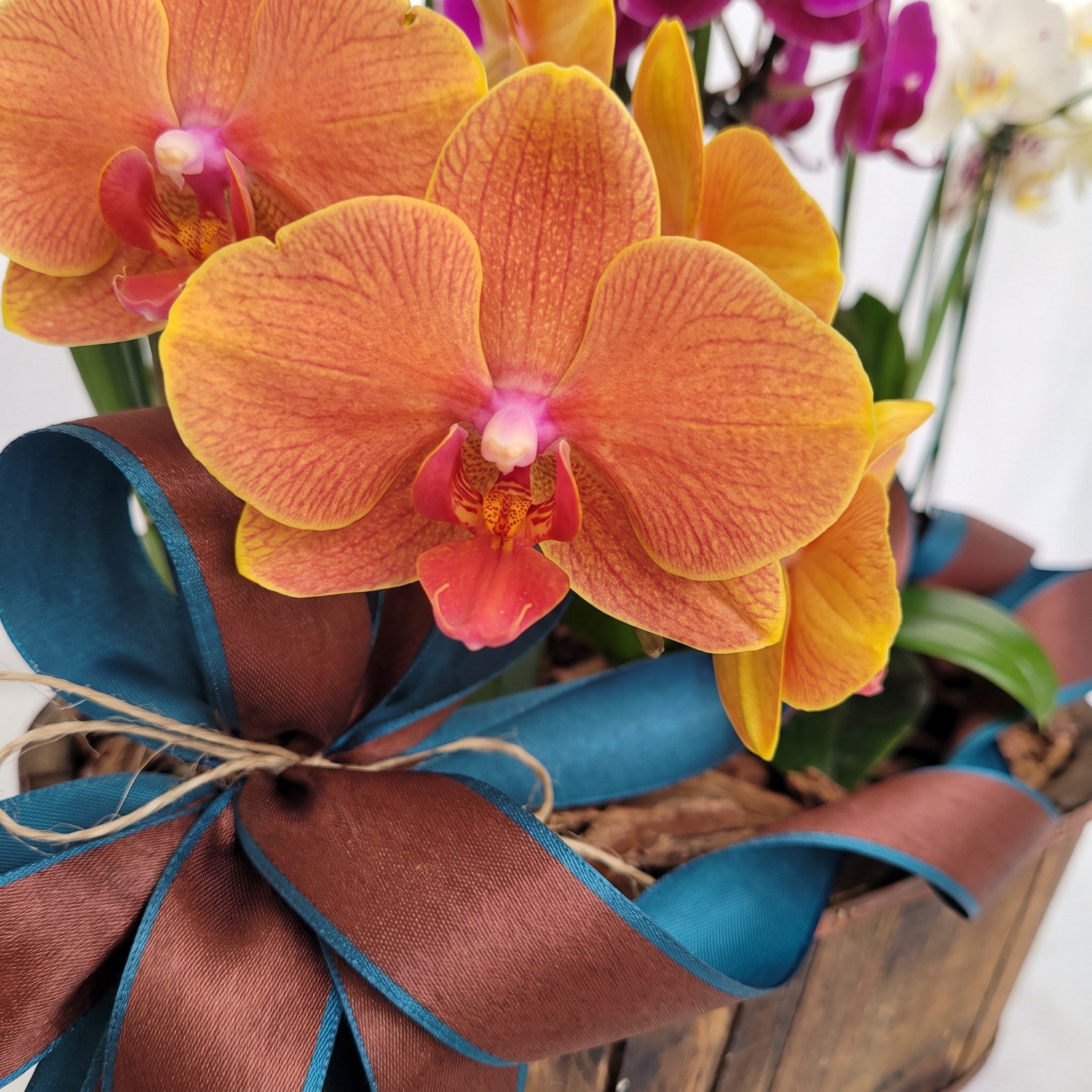 Cesta Especial De Orquídeas com 6 Hastes