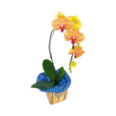 Orquídea Phalaenopsis Laranja 1 Haste