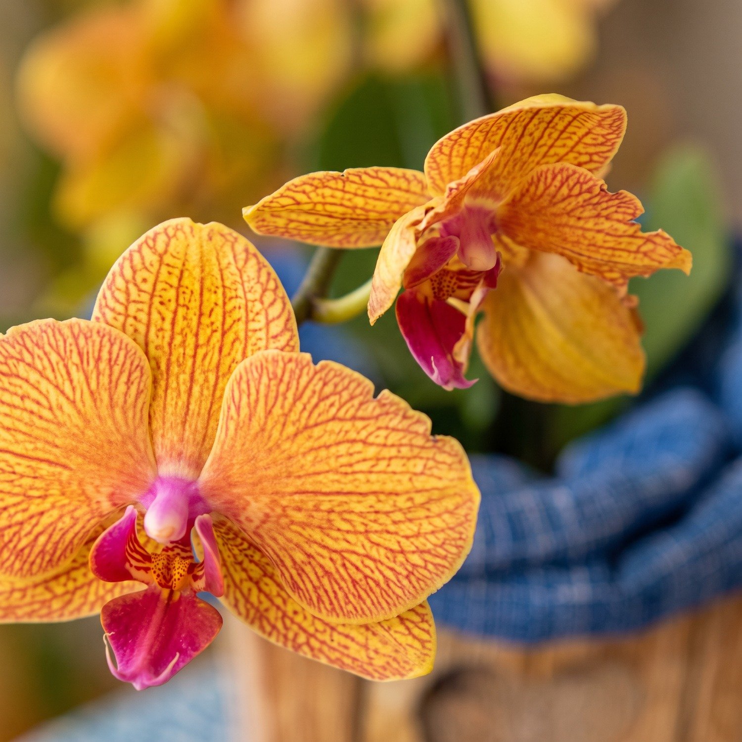 Orquídea Phalaenopsis Laranja 1 Haste