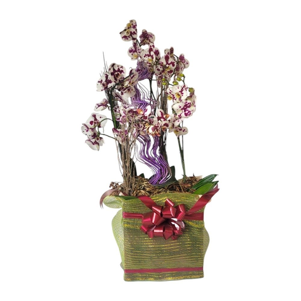 Cesta de Orquídeas Sofisticação 