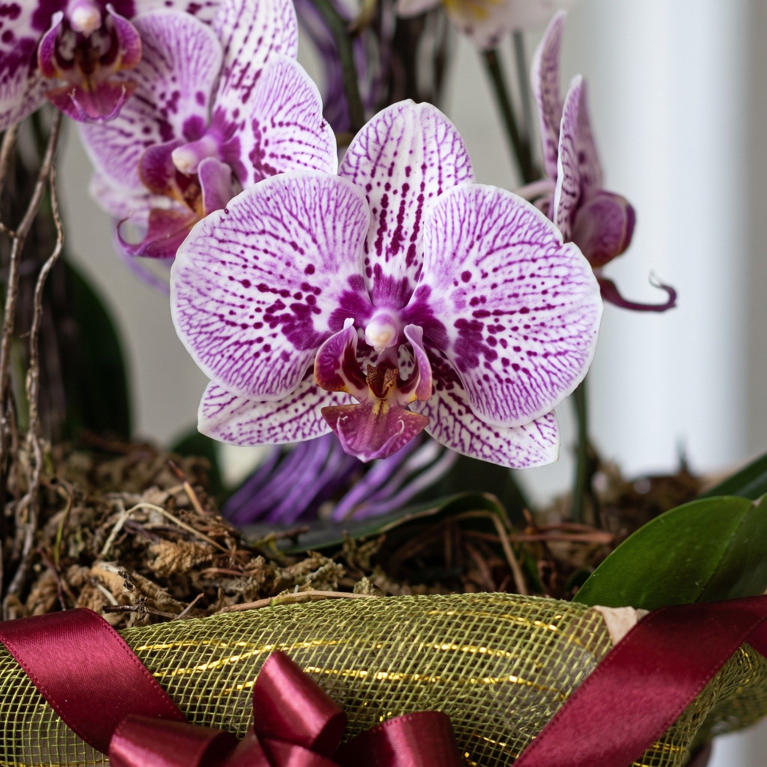 Cesta de Orquídeas Sofisticação 