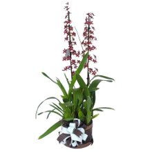 Orquídea Chocolate em Brasília