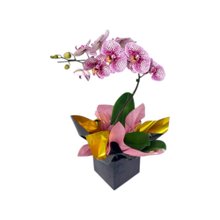 Orquídea Rosada Exótica em Brasília
