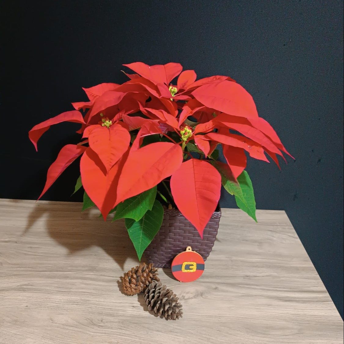 Bico de Papagaio Flor de Natal Poinsétia Vermelho