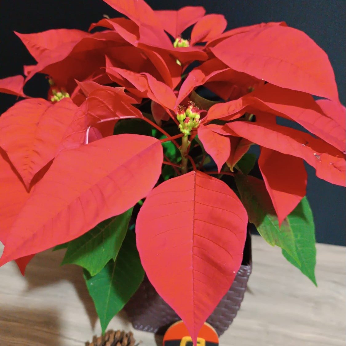 Bico de Papagaio Flor de Natal Poinsétia Vermelho