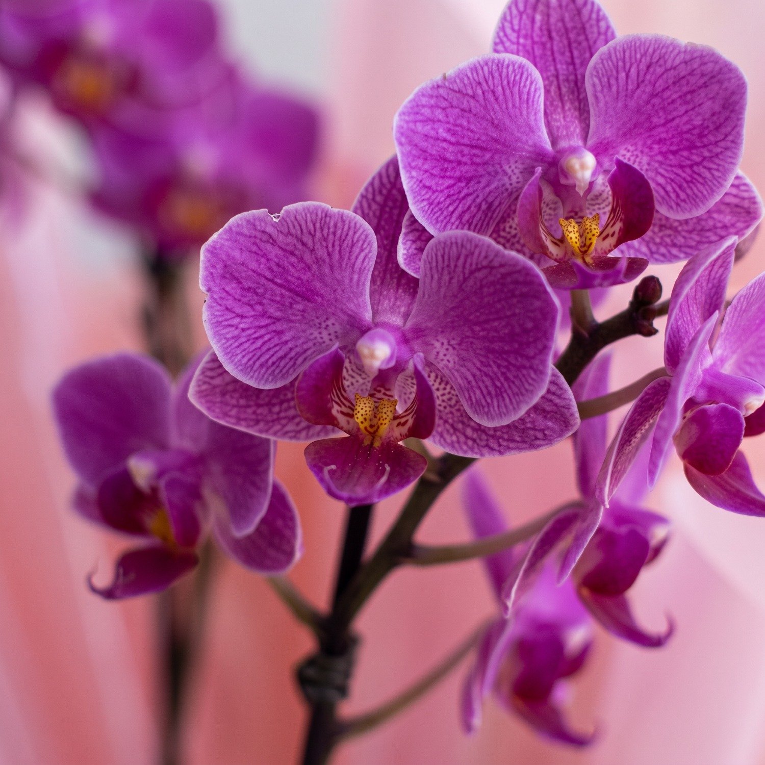 Box Premium Orquídea com Ferrero
